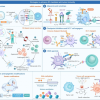 肿瘤化内皮细胞疫苗联合树突状细胞疫苗的抗肿瘤作用