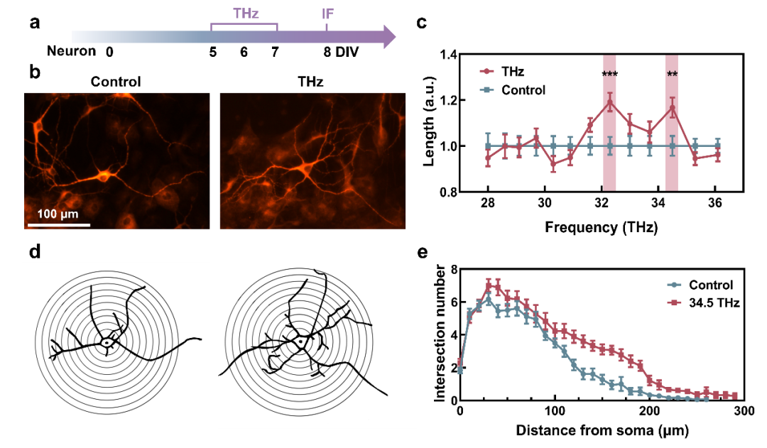 前沿 |  内源靶向的频率特异性太赫兹光神经调控_前沿 |  内源靶向的频率特异性太赫兹光神经调控_