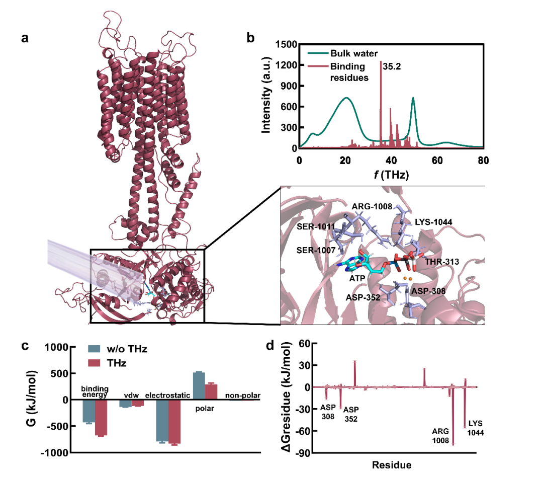 _前沿 |  内源靶向的频率特异性太赫兹光神经调控_前沿 |  内源靶向的频率特异性太赫兹光神经调控